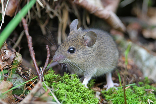 Yellow-necked Field Mouse