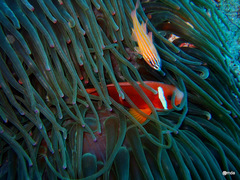 Amphiprion omanensis