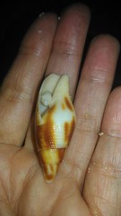 Nebularia contracta