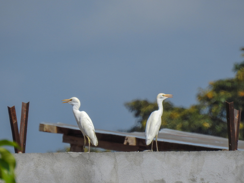 Western Cattle-Egret