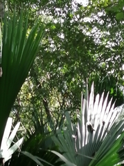 Trogon melanocephalus