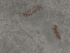 Cyclosalpa affinis