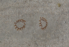 Cyclosalpa affinis
