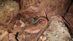 Eutropis clivicola