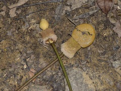 Parkia speciosa
