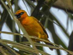 Ploceus brachypterus