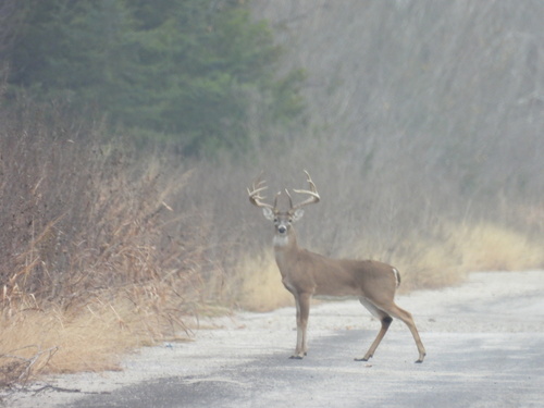 White-tailed Deer photographed in Texas