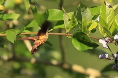 Macroglossum passalus
