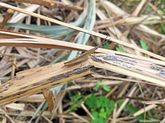 Atractomorpha lata