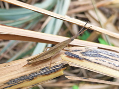 Atractomorpha lata