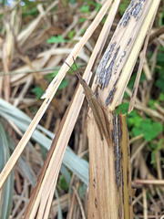 Atractomorpha lata