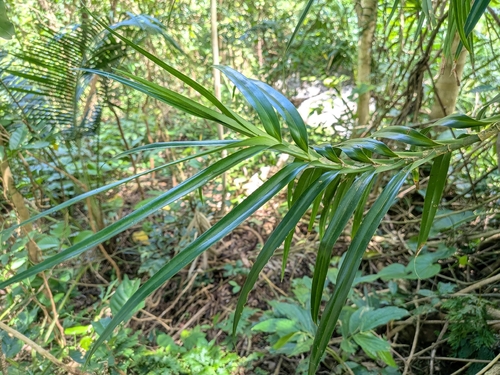Freycinetia williamsii iNat (1)