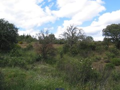 Hordeum murinum leporinum