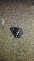 Conus chaldaeus