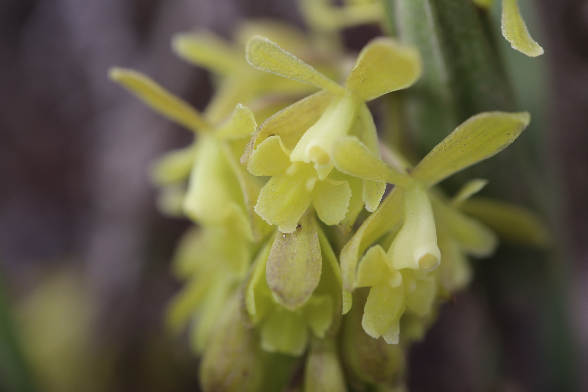 Epidendrum acrolithophilum Hágsater & E.Santiago