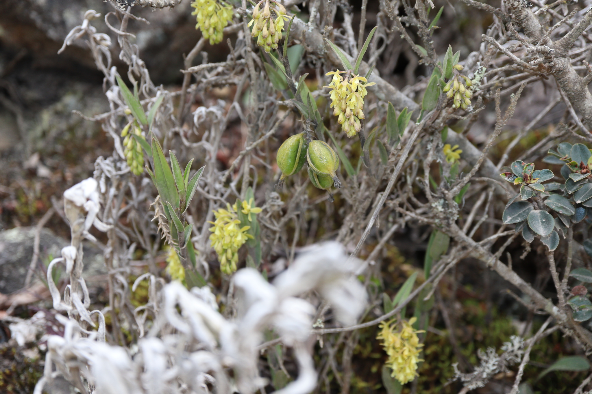 Epidendrum acrolithophilum Hágsater & E.Santiago 3