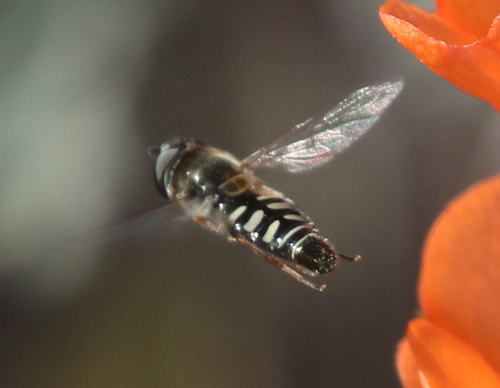 Unknown species found near Cornville, AZ 86325, USA