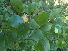 Pyrus communis pyraster