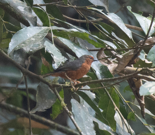 Jameson's Antpecker (Parmoptila jamesoni), photo 1