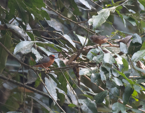 Jameson's Antpecker (Parmoptila jamesoni), photo 4