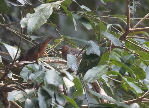 Jameson's Antpecker (Parmoptila jamesoni), photo 2