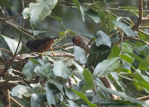 Jameson's Antpecker (Parmoptila jamesoni), photo 3