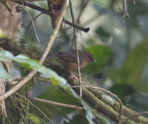 Jameson's Antpecker (Parmoptila jamesoni), photo 2