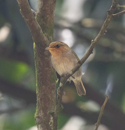 Red-faced Woodland Warbler (Phylloscopus laetus), photo 7
