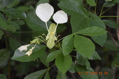 Cadaba trifoliata