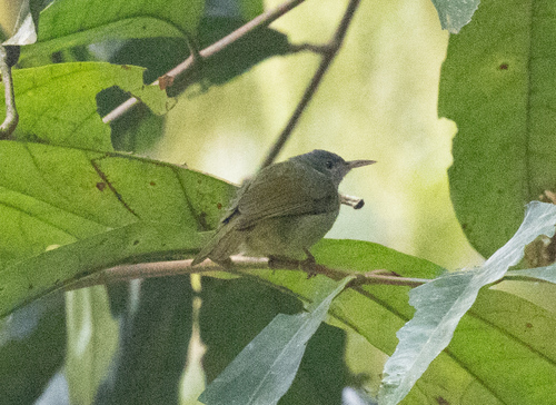 Grey-headed Sunbird (Deleornis axillaris), photo 1