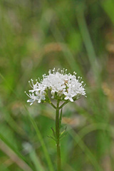 Valeriana uliginosa