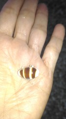 Palmadusta asellus
