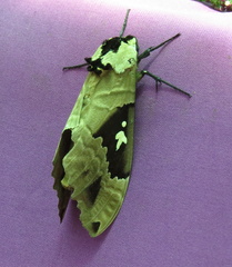 Lophostethus dumolinii