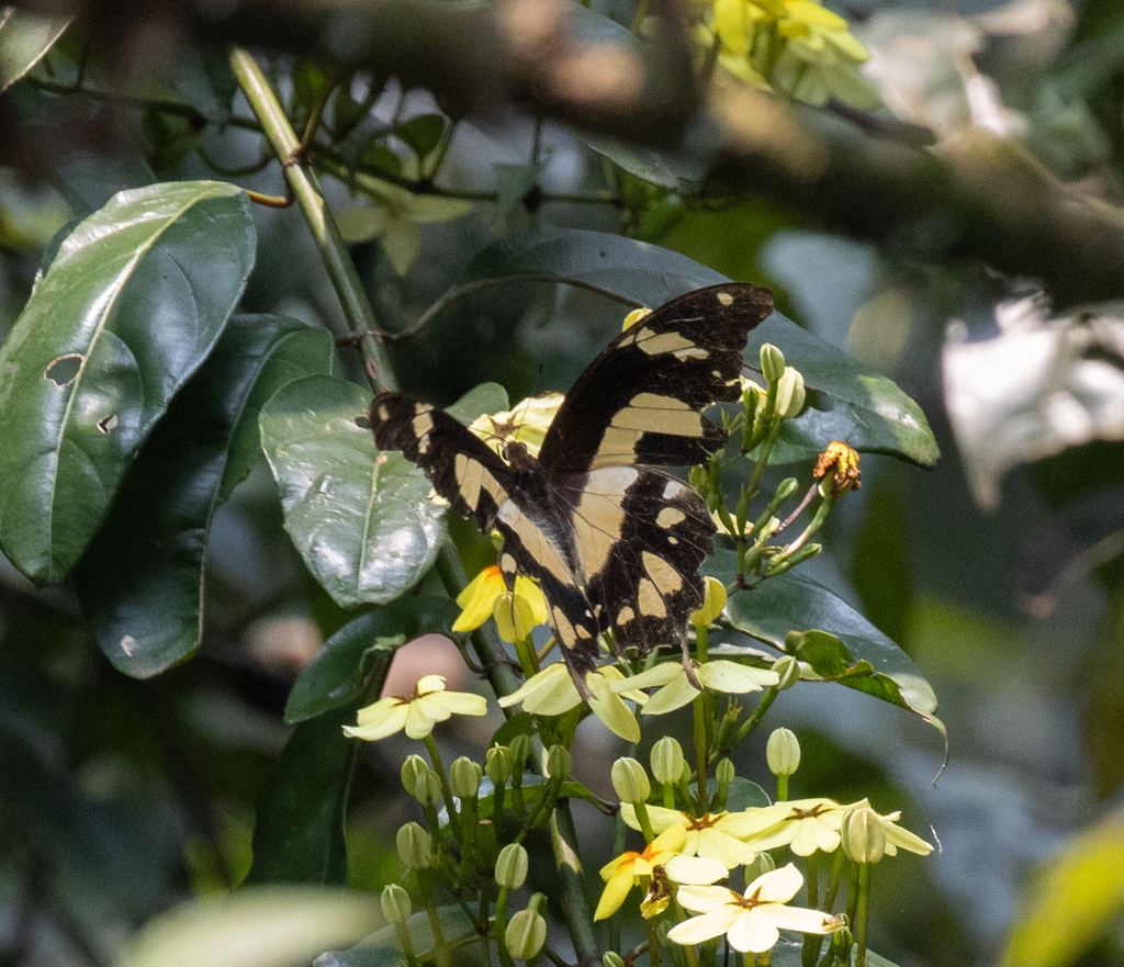 Eastern Bush Kite Swallowtail