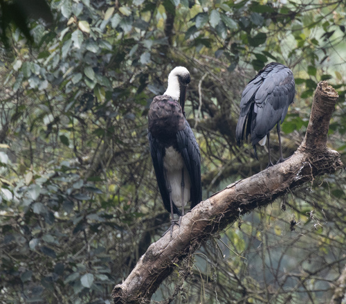 African Woolly-necked Stork (Ciconia microscelis), photo 6