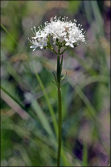 Valeriana uliginosa