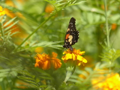 Chlosyne gaudialis gaudialis