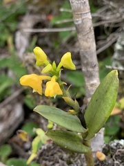 Polystachya transvaalensis