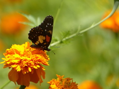 Chlosyne gaudialis gaudialis