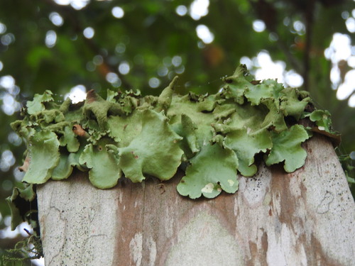 Parmotrema conformatum