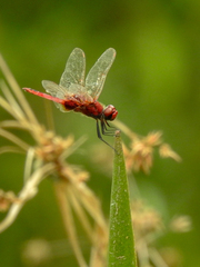 Urothemis assignata