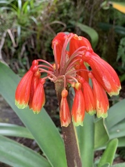 Clivia caulescens