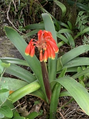 Clivia caulescens