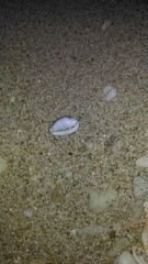 Palmadusta asellus