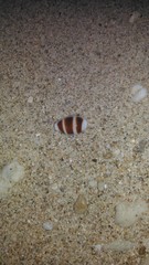 Palmadusta asellus