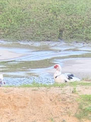 Cairina moschata domestica