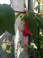 Fuchsia magellanica