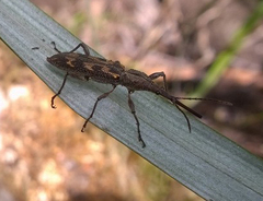 Lasiorhynchus barbicornis