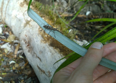 Lasiorhynchus barbicornis