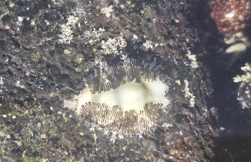 Monetaria moneta observed 2025-12-22
